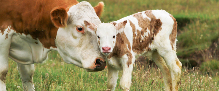  Cartella slide down - 